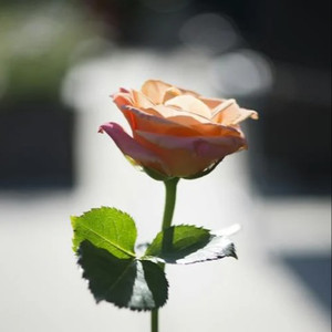 边挨草边给老公打电话
